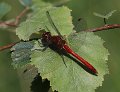 Sympetrum sanguineum Bloedrode heidelibel
